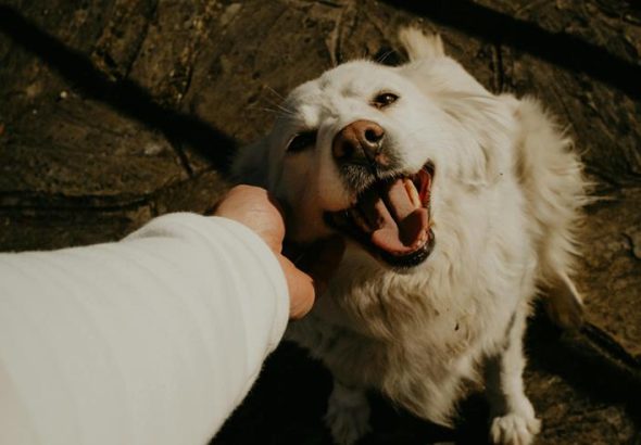 Professora da UMC alerta: envelhecimento de pets requer acompanhamento e cuidado preventivo